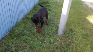 Косим траву. Начало будущему саду положено! Как это было 17 серия.