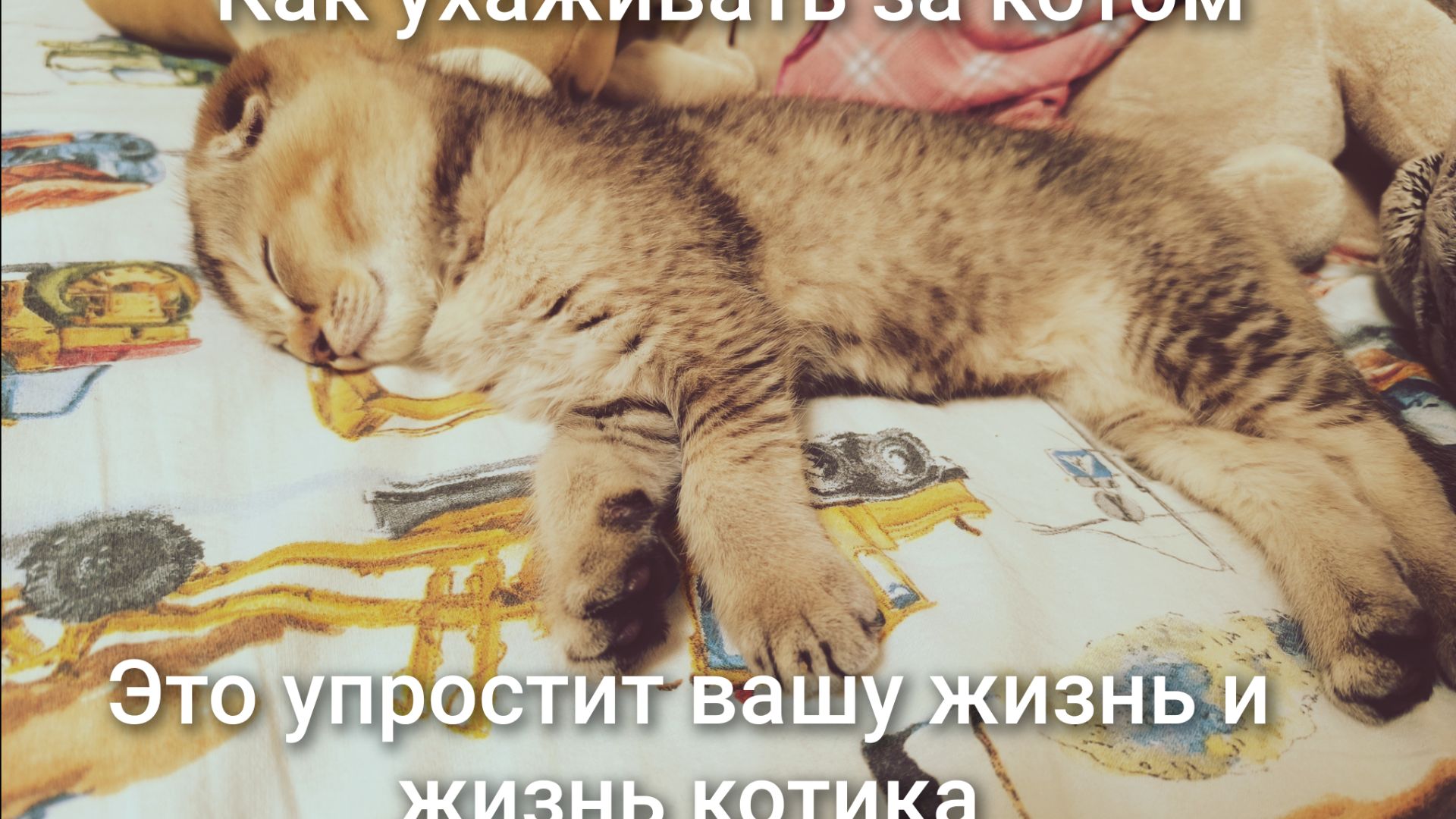 Как упростить жизнь вашего котика. смотреть онлайн