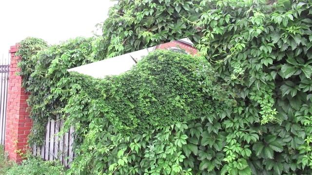 Девичий виноград: особенности выращивания красивой лианы