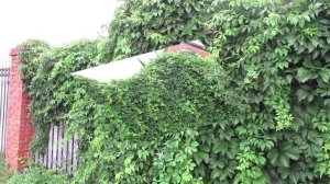 Девичий виноград: особенности выращивания красивой лианы