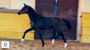 Кобыла ДЕ ДИАНА WD, 2025 г.р.