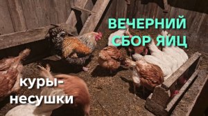 Жизнь в деревне Куры-несушки вечерний сбор яиц