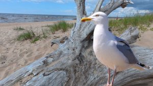 Рижский залив, Garciems, Carnikavas pagasts 22.07.2025