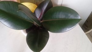 Укоренение черенков Каучуконосного фикуса Милана