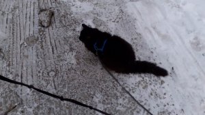 Мишка гуляет.