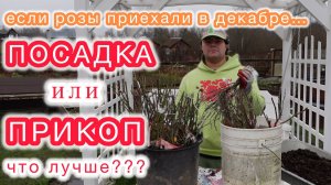 Как сохранить розы до весны, если саженцы приехали зимой? ПРИКОП или ПОСАДКА - что лучше...