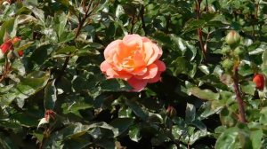 ВИДЕО ПВН  АВ   (384)