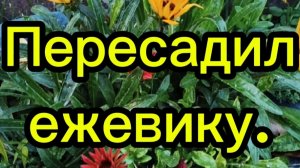Пересадил ежевику.