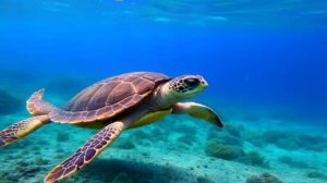 Черепахи, плавают