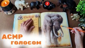 #37 АСМР о СЛОНАХ | Интересные факты | Познавательно | Тихий голос | ASMR