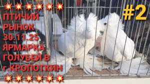 💥💥💥 г.Кропоткин. Птичий рынок 30.11.25. Ярмарка голубей.Часть 2. Pigeons Fair. Bird Market.