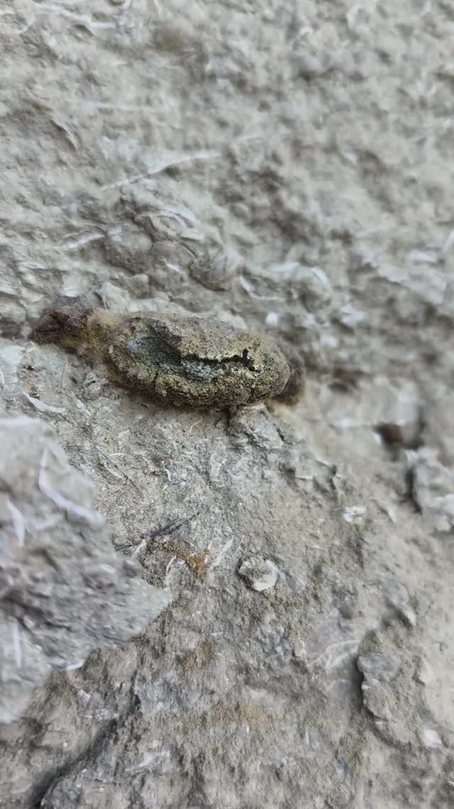 Бельбек Крокодил Конкреции 03