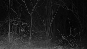 🐺🐺🐺🐺 видео фото ловушки