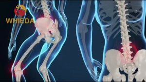 Продукция WHIEDA