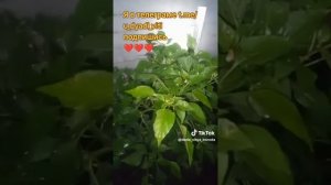 Болгарский перец даёт очень хороший урожай. #сад #огород #дача #перец #дядявитя