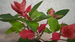 Как ухаживать за пуансеттией, когда начинает терять листья  после цветения