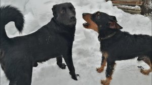 Поехали в лес с Ягдтерьером | Сломался снегоход