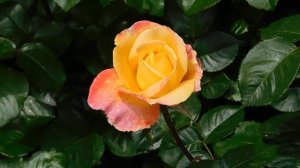 ВИДЕО ПВН  АВ   (367)