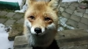 (1184) Лиса приходит в гости. Ноябрь 2025