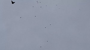 1000106868.mp4 1 серия 6 часов с голубями.