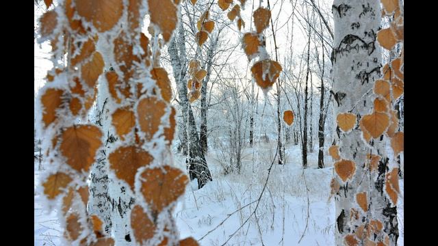 О чем молчит листва... смотреть онлайн