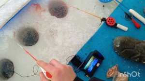 Первый выпуск с зимней рыбалки. сезон 25-26. Ловля сорожки/плотвы и окуня в Кемеровской области