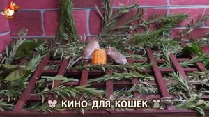 Видео для кошек про крысок развлекать питомцев 🐭🐀😂 (388-1)