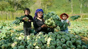 Собираем урожай кольраби и продаем на рынке. Готовим вкуснуюю рыбу, чтобы съесть ее с детьми. Дуонг