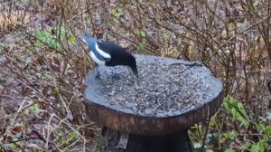 Посевная в осеннюю слякоть, издержки производства и мокрые птицы