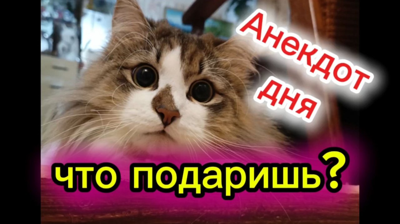 Кошки с озвучкой. Анекдот дня.