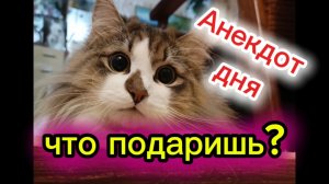 Кошки с озвучкой. Анекдот дня.