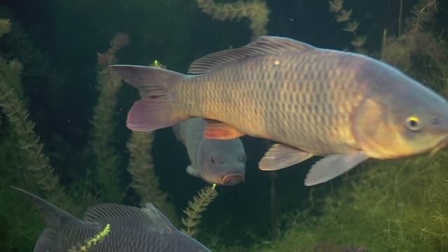 "О ЧЁМ МОЛЧАТ РЫБЫ". Размер и рост рыб. смотреть онлайн