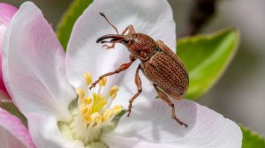 Долгоносик. Признаки поражения яблони долгоносиком. Борьба с долгоносиком.