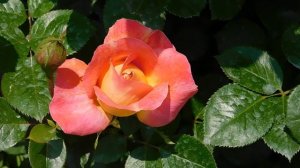 ВИДЕО ПВН  АВ   (381)