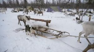 Невероятная жизнь оленеводов.