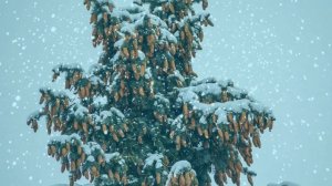 Футаж. Зимний пейзаж 146