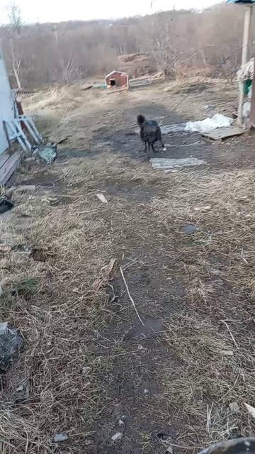 Дрессировка собаки смотреть онлайн