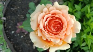 30 ноября 2025 года. Поливаю сад.