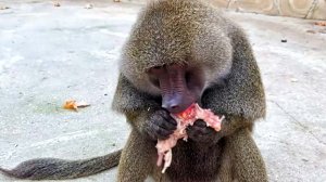 Где разные животные? Когда бэби бум? Кто самый трусливый в Тайгане? СМОТРИТЕ, всех покажем.