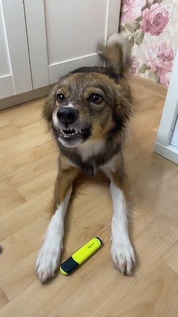 Собака и команды! смотреть онлайн