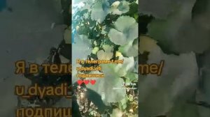 Собираю виноград у соседки. #виноград #сад #огород #дача #теплица #дядявитя