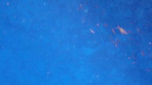 Широкополосый псевдоантиас Pseudanthias taeniatus