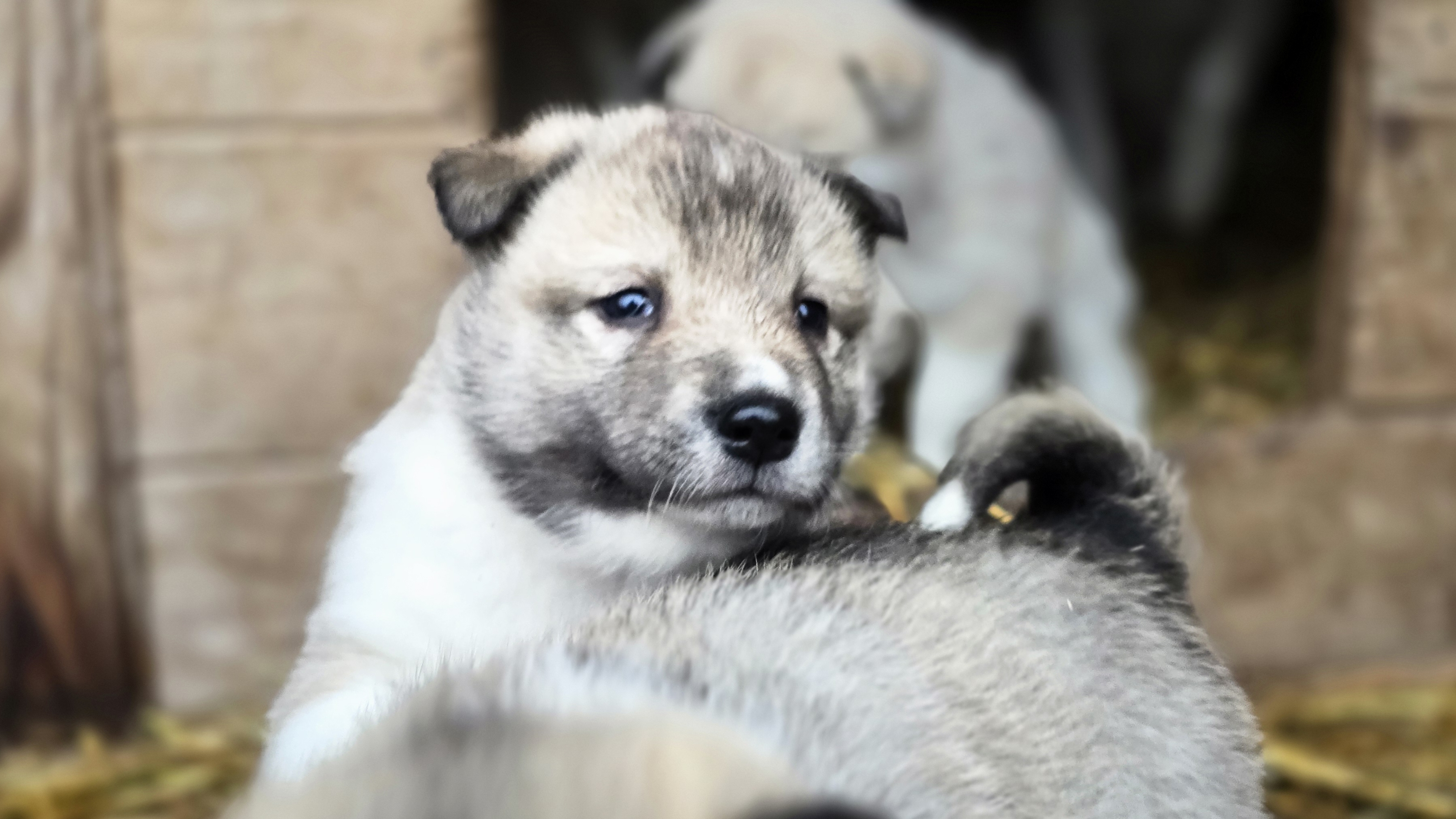 К щенкам на минутку