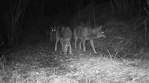 Видео фото ловушки 🐺🐺🐺🐺🐺
