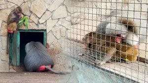 Как Тузик грелку - НАКАЗАЛ за лучок! Лида не ожидала такого от Елисея! И плакала, и возмущалась!