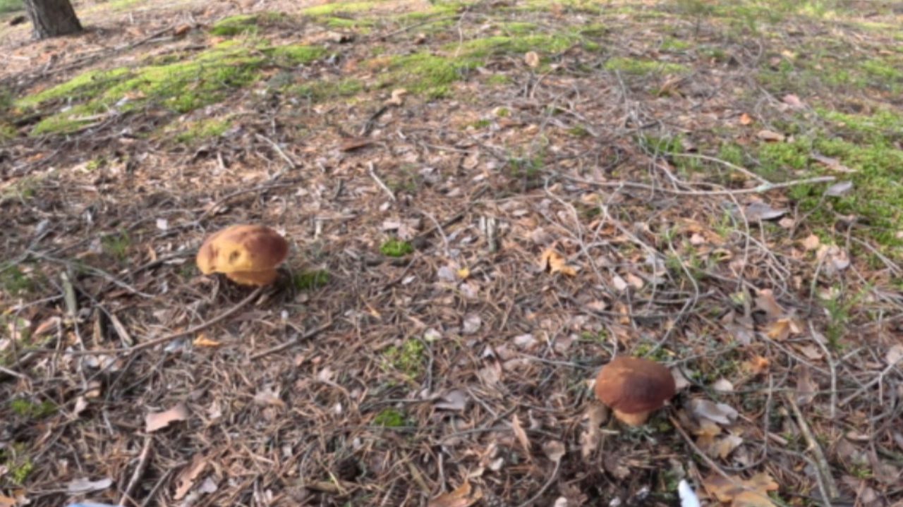 Боровики на опушке леса, одиночные и семейками. Обошел поляну и собрал только лучшие смотреть онлайн