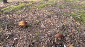 Боровики на опушке леса, одиночные и семейками. Обошел поляну и собрал только лучшие