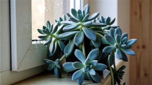 седум буррито