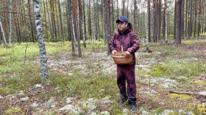 Белые грибы Боровики и подосиновики сосновые! За грибами в выходной день! Грибы 2025