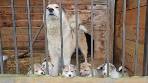 Вторичная обработка щенков